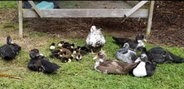 The latest flock of ducklings ...