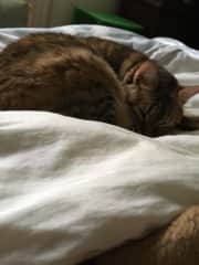 ...and Callie (who insisted on sleeping with me every night)
