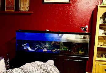 My name is Slider, and I have a big tank in Mommy’s living room!