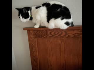 Gulliver loves to sleep here when Michelle visits. Sleeping only when not chasing feet!