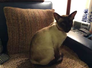 Karoo - Siamese and somewhat talkative