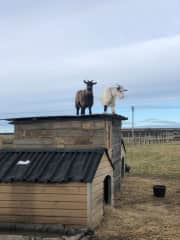 Hazel and Bluebell, up to no good, on top of the stable we built with upcycled wood.