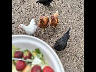 The Chicks enjoying daily treats