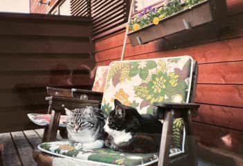 My childhood cats. Trixie and Mio, I’ll never forget