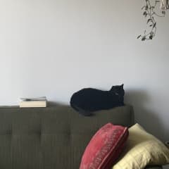 Frankie fighting for couch space with my favorite book!