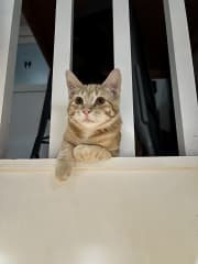 Linus awaiting an ambush on the steps.