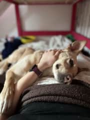 Maggie loves to cuddle