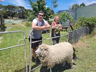 Lamb-Baby, big and boofy sheep!