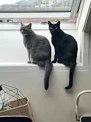 Luna and coco love to look outside