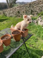 Loves mud and sitting in plant pots!