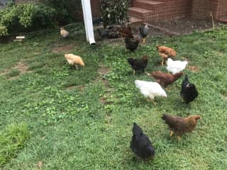 chickens