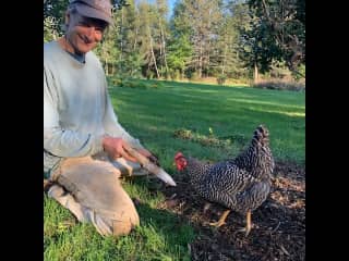 They love to help us dig! We let them out in the daytime (when theres no snow) to forage and call them in with a snack in the evening.