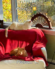 Prrr..fect Sunday afternoon...