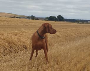 Digby loving the fields