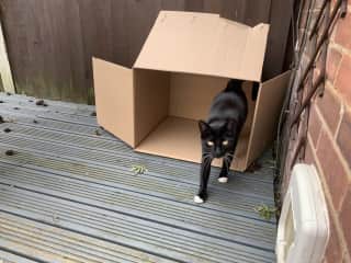 Loulou loves a box