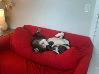 We call this the "Gator pose" - he sleeps like this all the time!