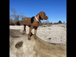 Riley at the beach