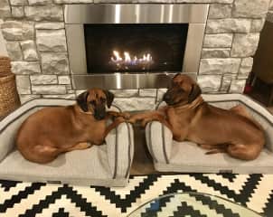 They love the fireplace