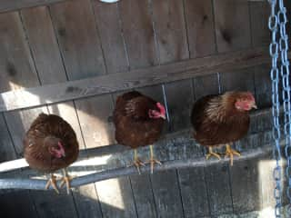 Chores for chickens are easy and eggs delicious.
All the chickens need is grain in the morning and water every third day.