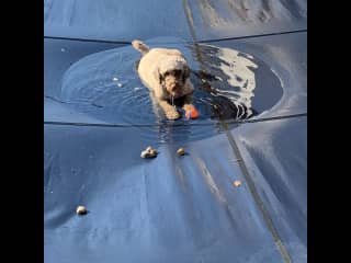 Loves sitting on safety pool cover in off season