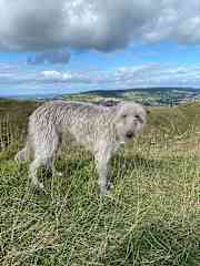 Up on Selsley common