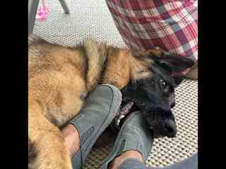 Sadie loves to play with your feet and kinda falls onto them