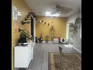 The cats wall playground and feeding station