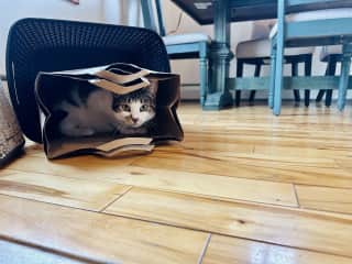 And loves to climb in to small places.