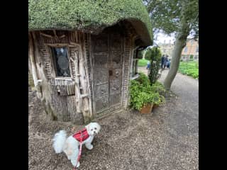 Sable goes with me to walk at stately homes and gardens.