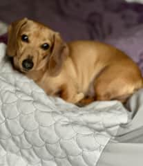 Bonnie lounging on the bed in the morning (before “mom” kicks them out of the bedroom for the day).