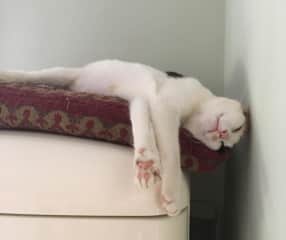Lily has many silly sleeping positions and has even mastered the face plant