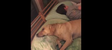 Leo has a prized place in our hearts (and beds)!