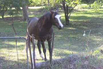 Indy  gelding 29 ( ex Pinto Show Champion)