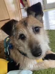 Salty is a rescue dog that we rehomed last December 22 . He is a little nervous, but once he gets to know you and you have the treats, he will be your friend.