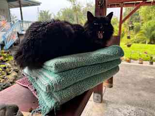 Trouble lounging adjacent to the guest suite.  Both Trouble and Fossie are know to catch mice and rats and sitter may need to clean-up a carcass they proudly leave behind outside the guest suite entrance door.