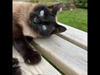 He has the most stunning blue eyes. He is a very affectionate cat once he comes out of his shy stage with you. He likes bedtime cuddles.