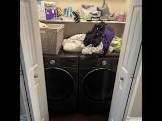 Feel free to do laundry