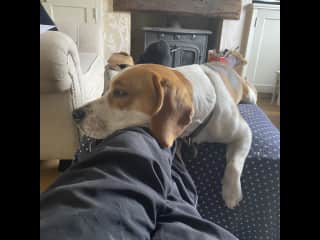 My beagle Bertie