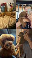 Me dog sitting Flora, the pretty toy poodle girl when I was studying in the Netherlands.