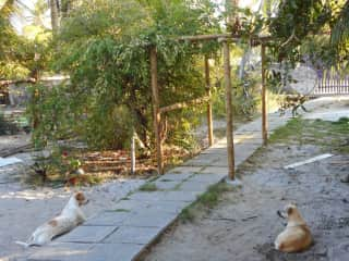 The boys in the yard