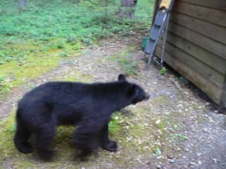 Country living,  Bear at our back yard.