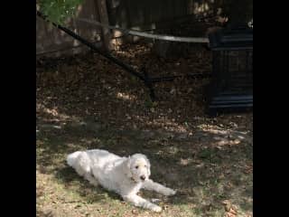 Chester under the Oak Tree by the fire pit