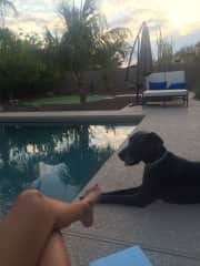 Home and dogs I sit for in Chandler, AZ