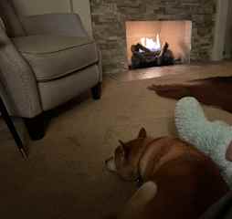 Lucy is a very sweet, catlike Shiba Inu. Not much on cuddling but she does like attention on her terms. Great on walks. Fun to hang with.