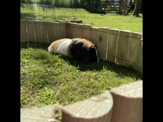 1 of Our family guinea pigs Bertie