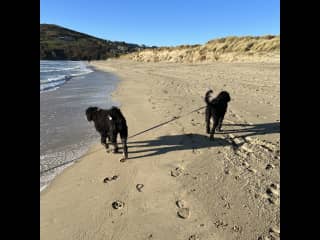 I love Barleycove beach. Don't let me off my lead because I just love to chase rabbits in the dunes!