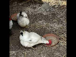 Looking after chickens on a small farm in southern Denmark.