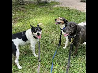Finished our walk on the Chessie Trail!