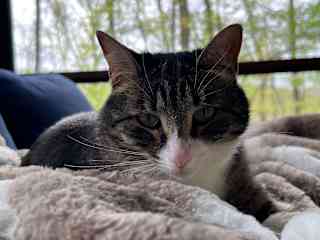 Shing is very sociable, she loves to lay next to you or on you if napping.