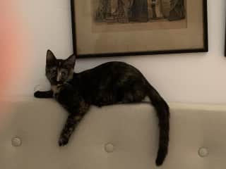 Pia